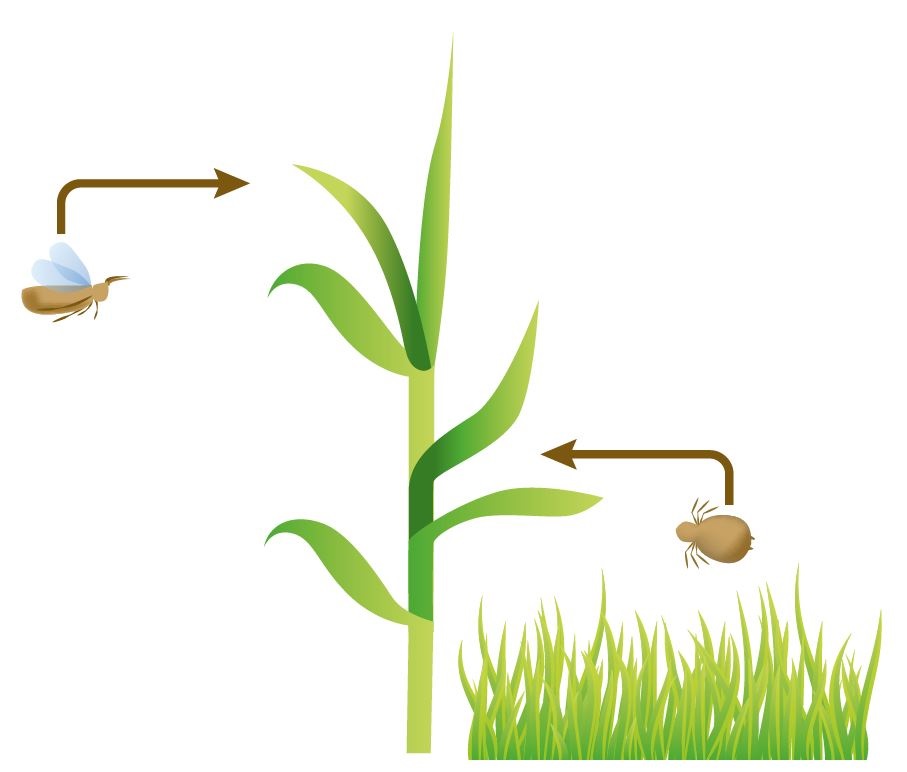 Illustration to show how aphids can enter cereal crops in two ways